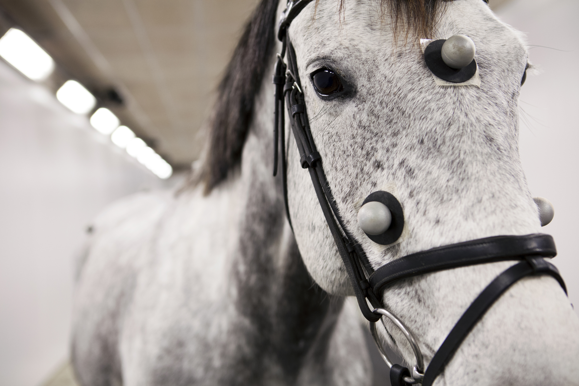 Rörelseanalys med Qualisys