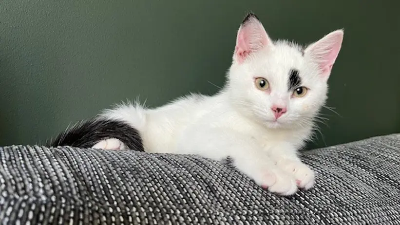 Svartvit kattunge