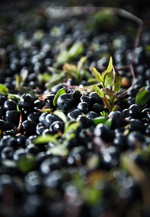 Bilden visar blåbär. Foto: Tomas Forsberg