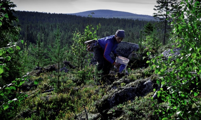 Bilden visar bärplockare. Foto: Tomas Forsberg