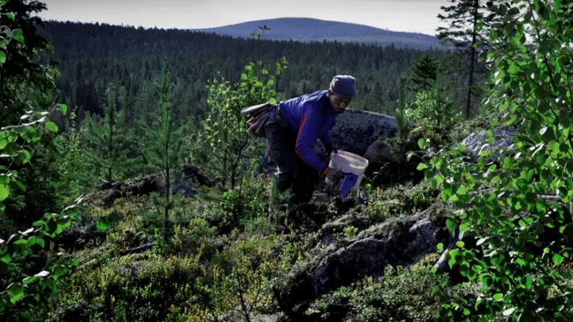 Bilden visar bärplockare. Foto: Tomas Forsberg
