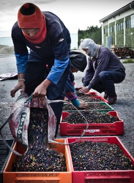 Bilden visar bärplockare. Foto: Tomas Forsberg