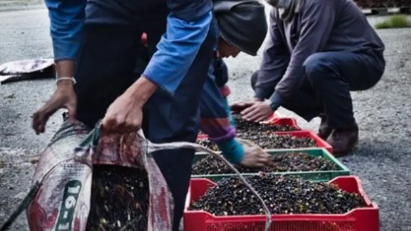 Bilden visar bärplockare. Foto: Tomas Forsberg