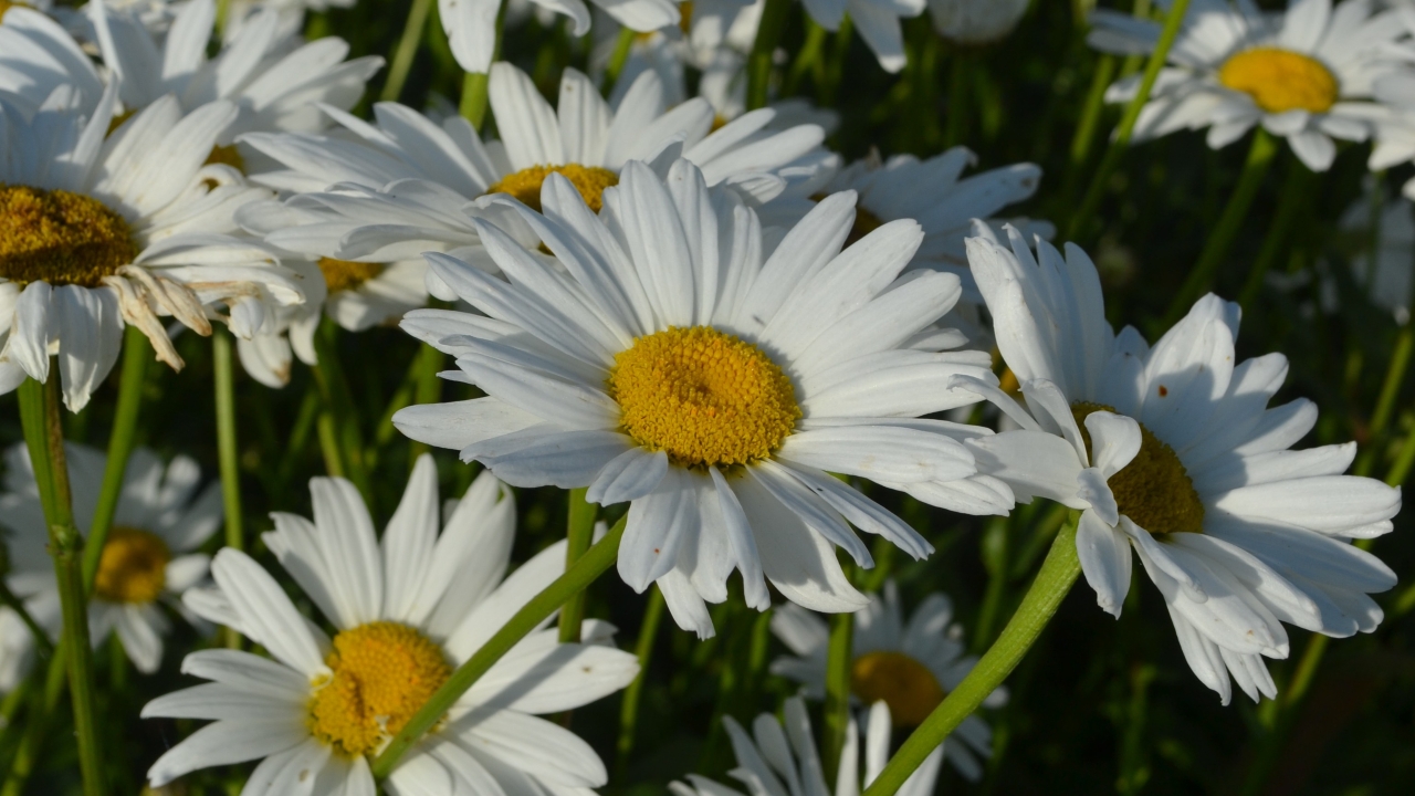 Foto av Grönt kulturarv®s jätteprästkrage 'Bröllopsgåvan'. fotot visar flera vita strålformade blommor med gul mitt, inimellan syns de ljusgröna kantiga stjälkarna.