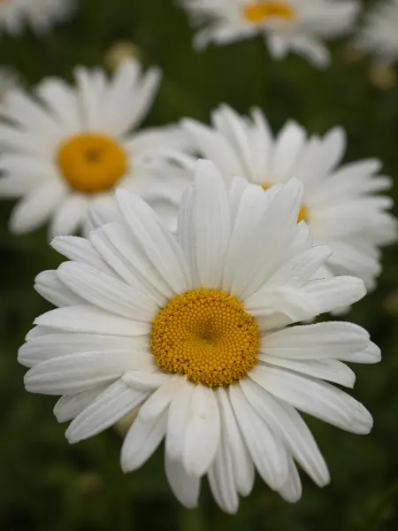 Foto av Grönt kulturarv®s jätteprästkrage 'Bröllopsgåvan'. fotot visar en närbild av en vit strålformad blomma med gul mitt. I bakgrunden syns flera blommor i oskärpa som ramas in i grönt.