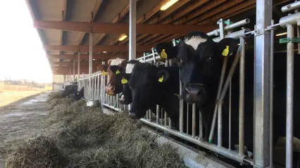 Mjölkkor i öppen ladugård äter ensilage.