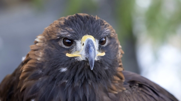 golden eagle