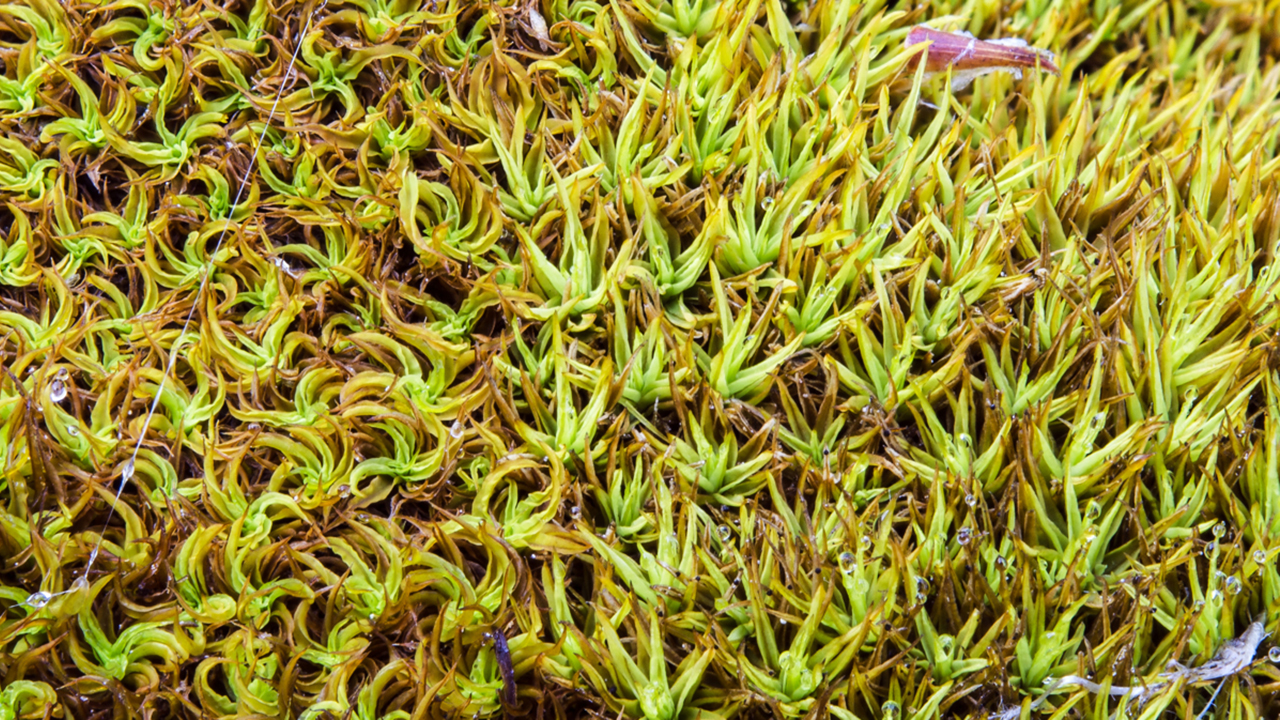 Närbild av tät, gulgrön mossa med stjärnformade blad. Mossan täcker hela bilden och varierar i nyanser från ljusgrönt till brungrönt, med små vattendroppar synliga mellan bladen. Texturen är detaljrik och framhäver mossans täta och mjuka struktur. Foto