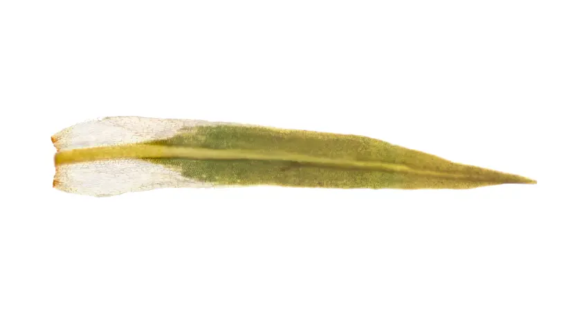 Förstorad bild av ett smalt, lansettformat mossblad mot ljus bakgrund. Bladet är gulgrönt med en tydlig mittnerv som löper från bas till spets. De genomskinliga bladkanterna visar ett fint nätverk av celler, vilket framhäver bladets struktur och detaljer. Foto
