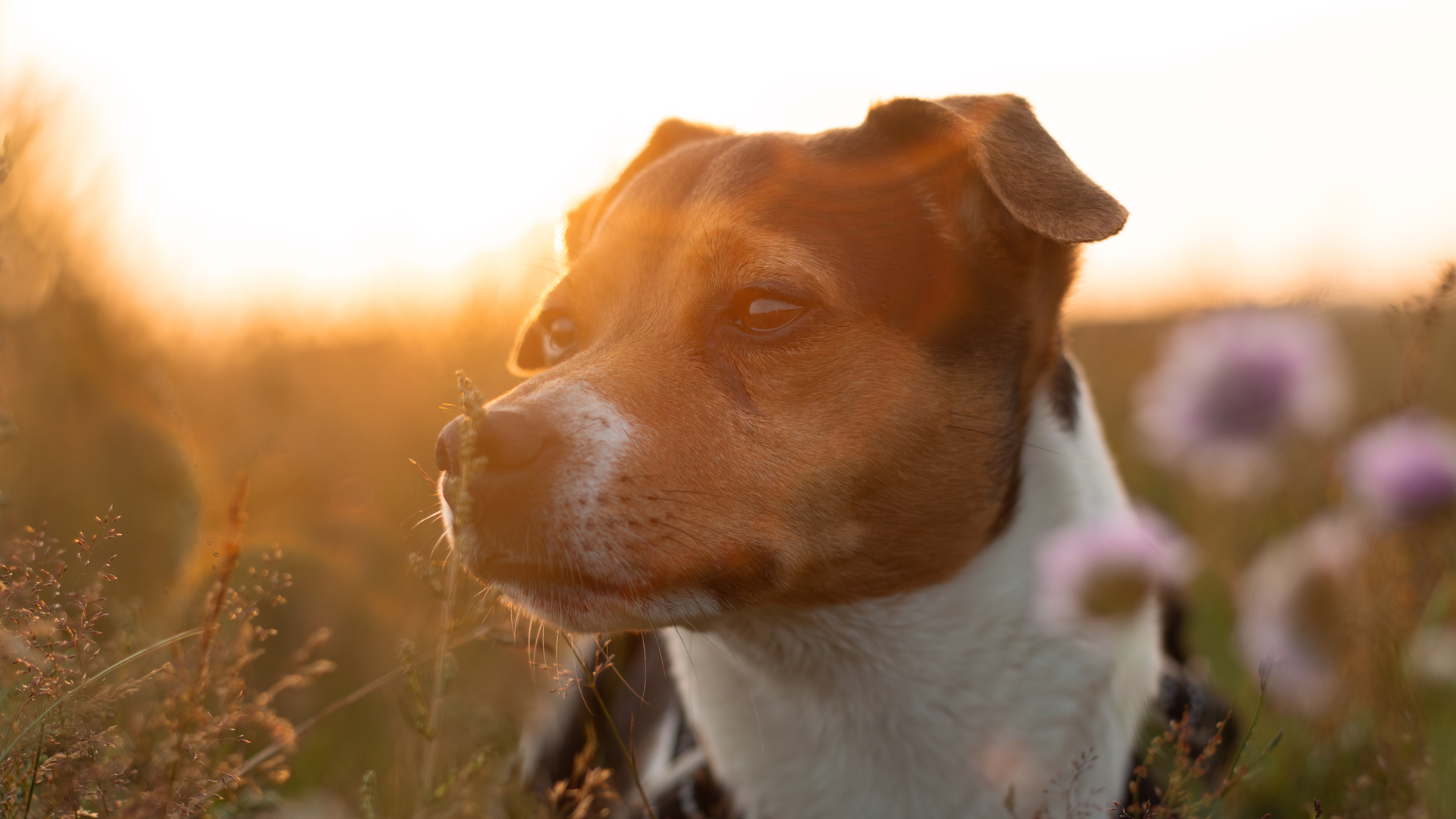 Breeding dogs without antibiotics
