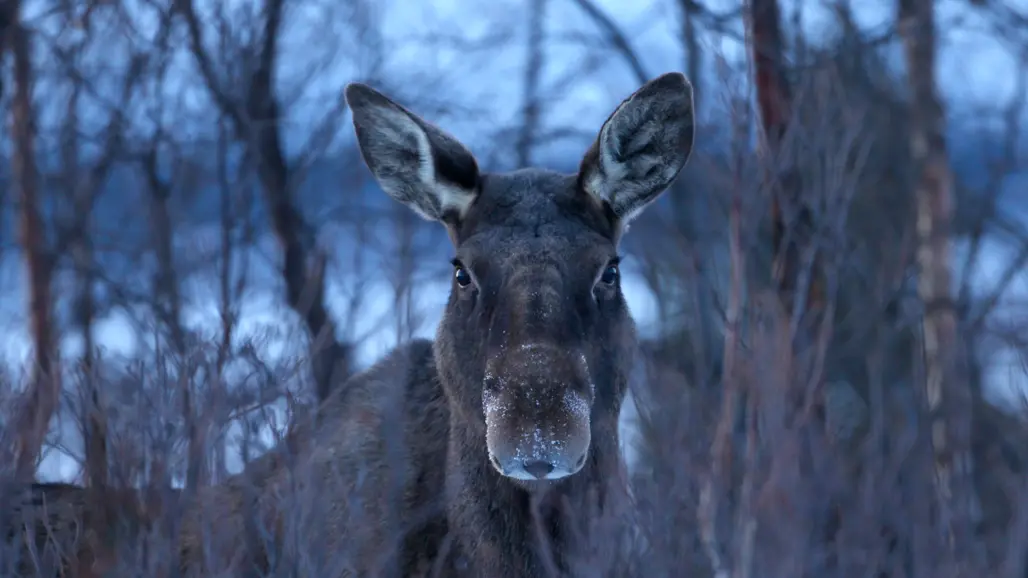 Foto på älg