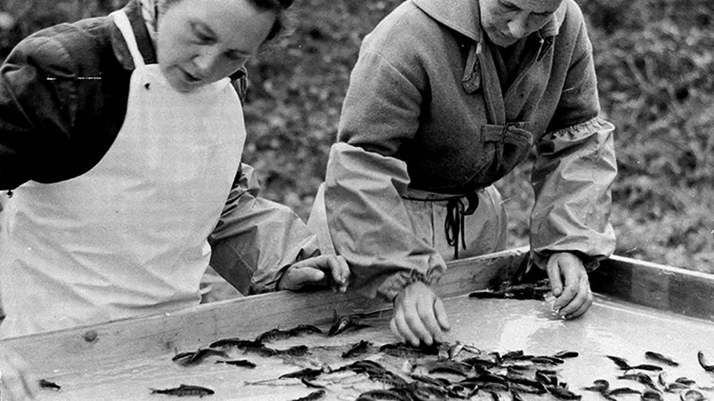 Two people wearing aprons are sorting and counting fish spread out on a large table.