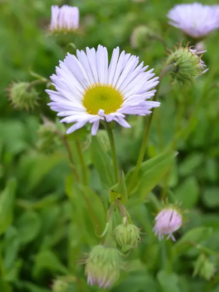 Foto av Grönt kulturarv®s strandbinka 'Fru Frida Lindström'. I bild syns flera prästkrageliknande blommor, men med smalare blomblad. De har en kraftig gul mitt som en knapp och blombladens färg går i ljust lila. I bakgrunden syns det gröna bladverket i oskärpa.
