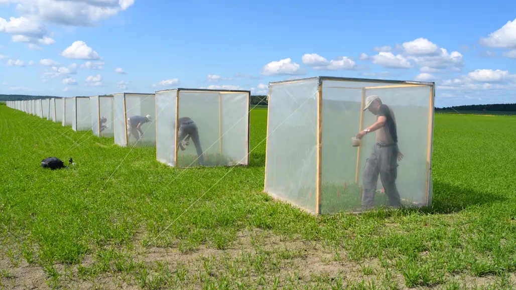 A row of cages with poeple in them on a field. Photo.