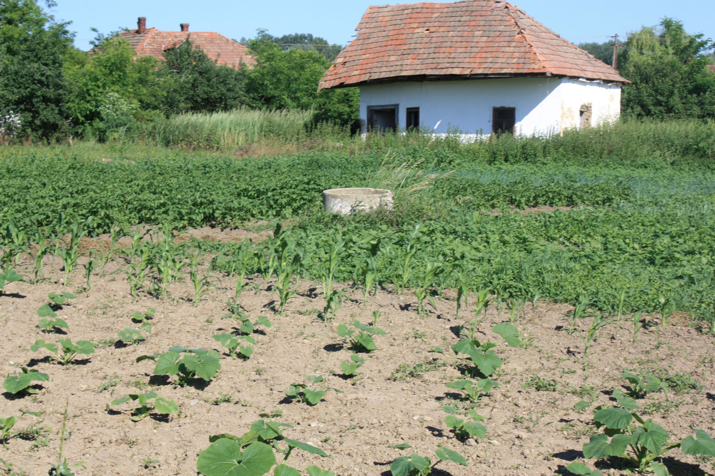 Växtodling i övergivna trädgårdar i Ároktő och arbete i växthus i Parasznya