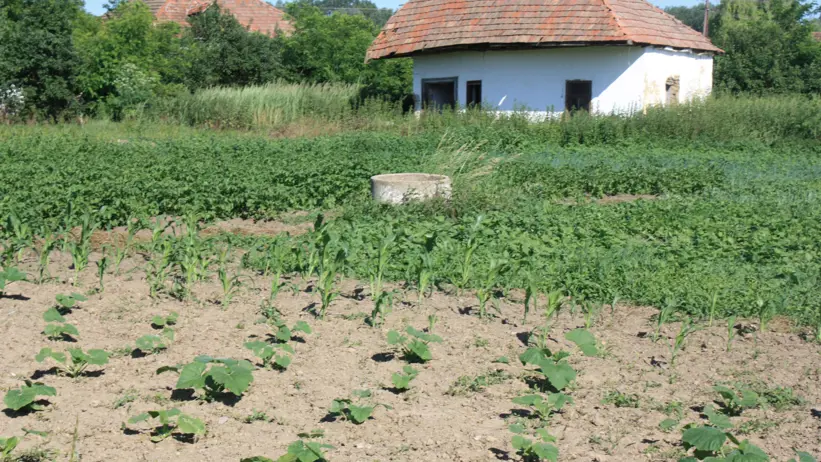 Växtodling i övergivna trädgårdar i Ároktő och arbete i växthus i Parasznya