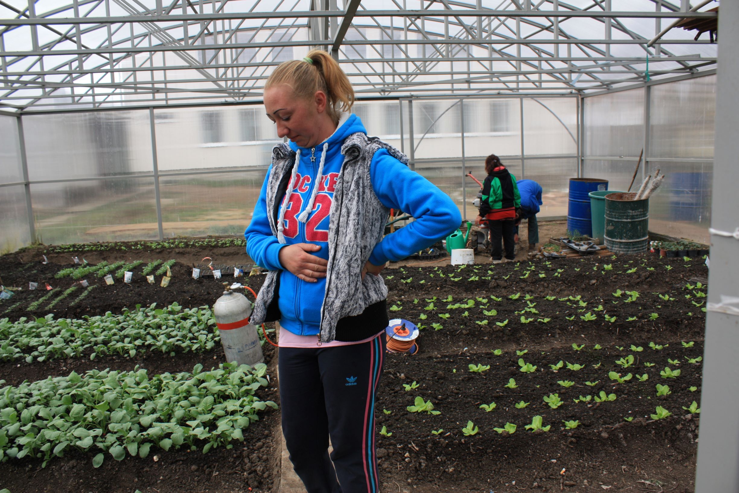 Växtodling i övergivna trädgårdar i Ároktő och arbete i växthus i Parasznya