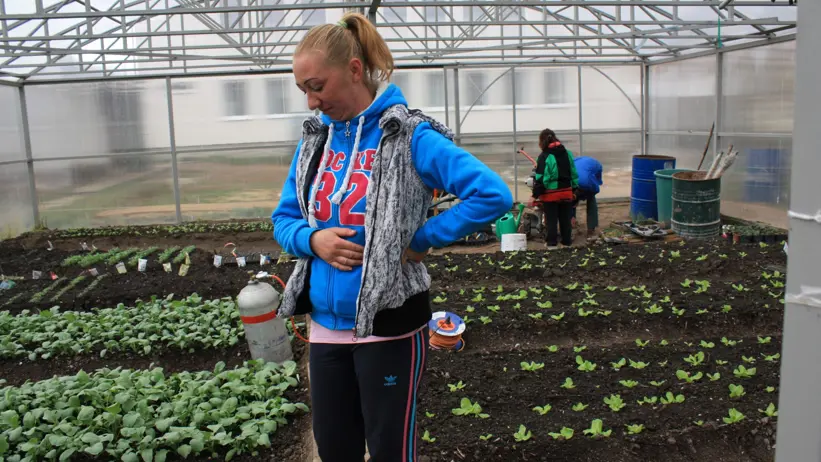 Växtodling i övergivna trädgårdar i Ároktő och arbete i växthus i Parasznya