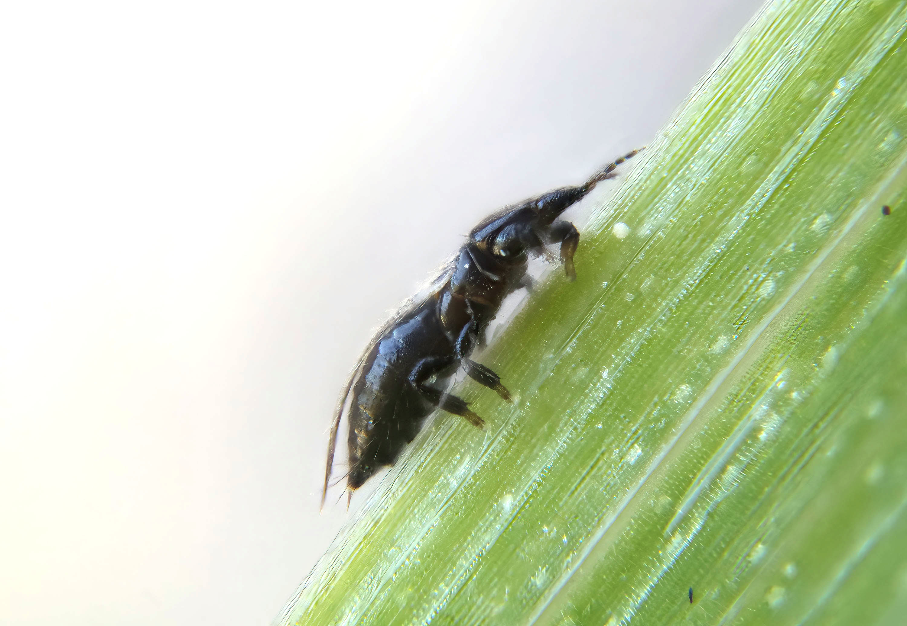Närbild av en mörkfärgad smaltrips som sitter på ett grönt gräsblad, sedd från sidan, med tydliga antenner och smal kropp mot ljus bakgrund. Foto