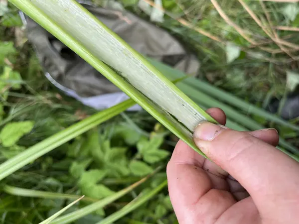 Hand som håller ett grönt gräsblad som är öppnat på längden för att visa insidan, i fältmiljö med grön vegetation i bakgrunden. Foto