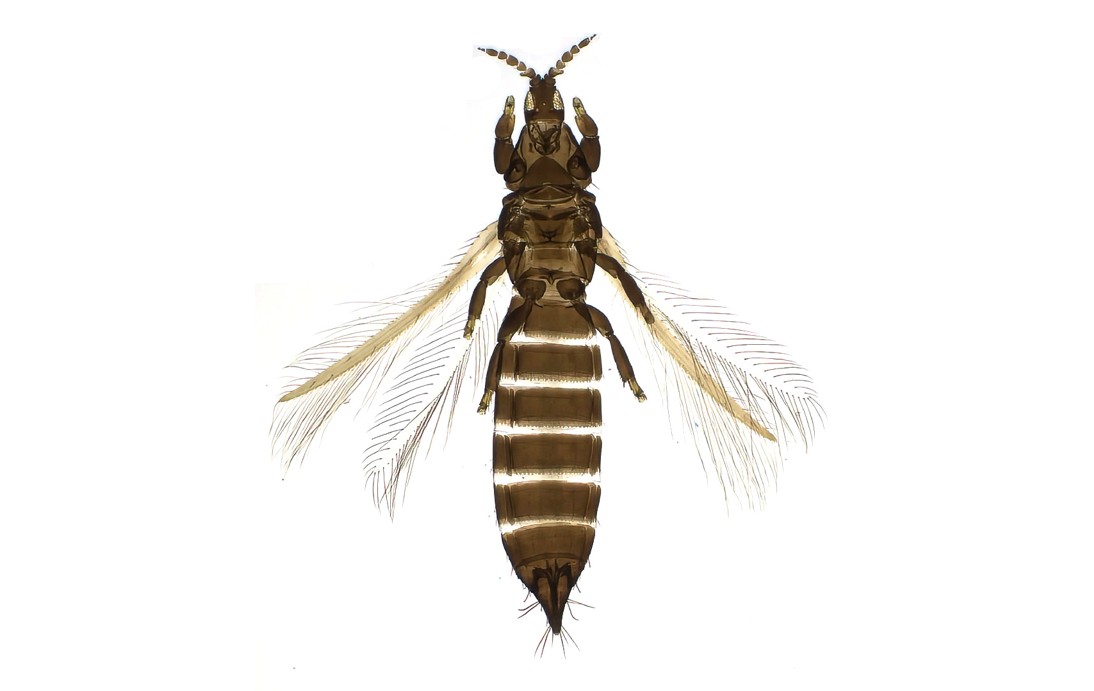 Mikroskopbild av en preparerad smaltrips sedd ovanifrån, med långsmal brun kropp, segmenterad bakkropp, antenner framåt och smala vingpar med tydliga fransar mot vit bakgrund. Foto