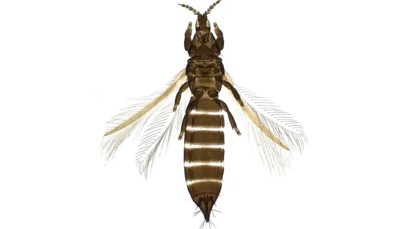 Mikroskopbild av en preparerad smaltrips sedd ovanifrån, med långsmal brun kropp, segmenterad bakkropp, antenner framåt och smala vingpar med tydliga fransar mot vit bakgrund. Foto