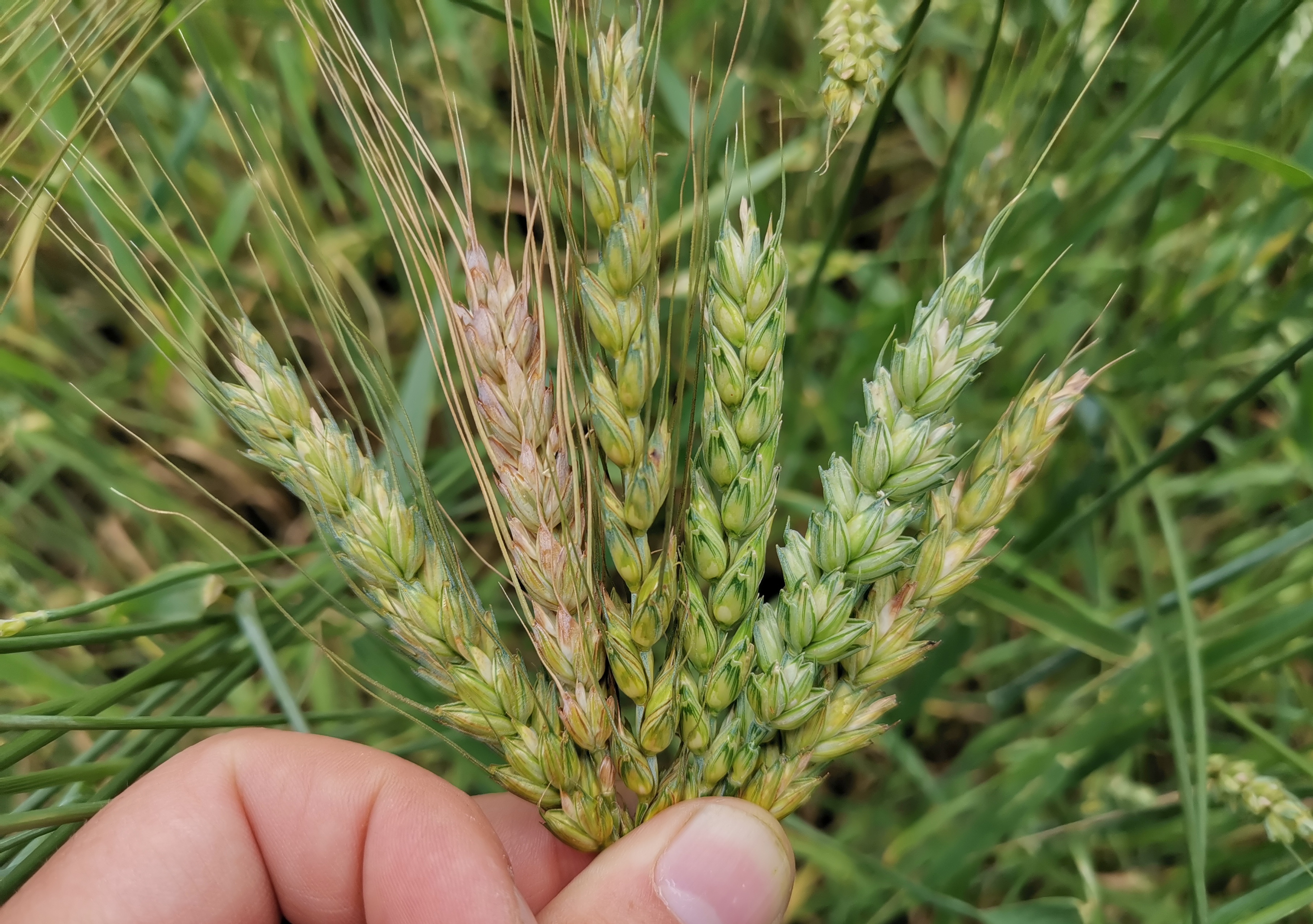Ett knippe veteax i olika färger. Foto.