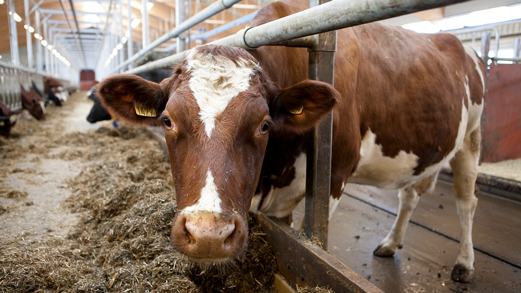 Ko vid foderbord med ensilage.