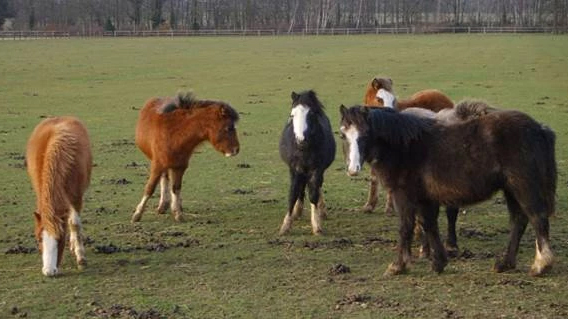 Photo of ponies outdoors in a grassy field.