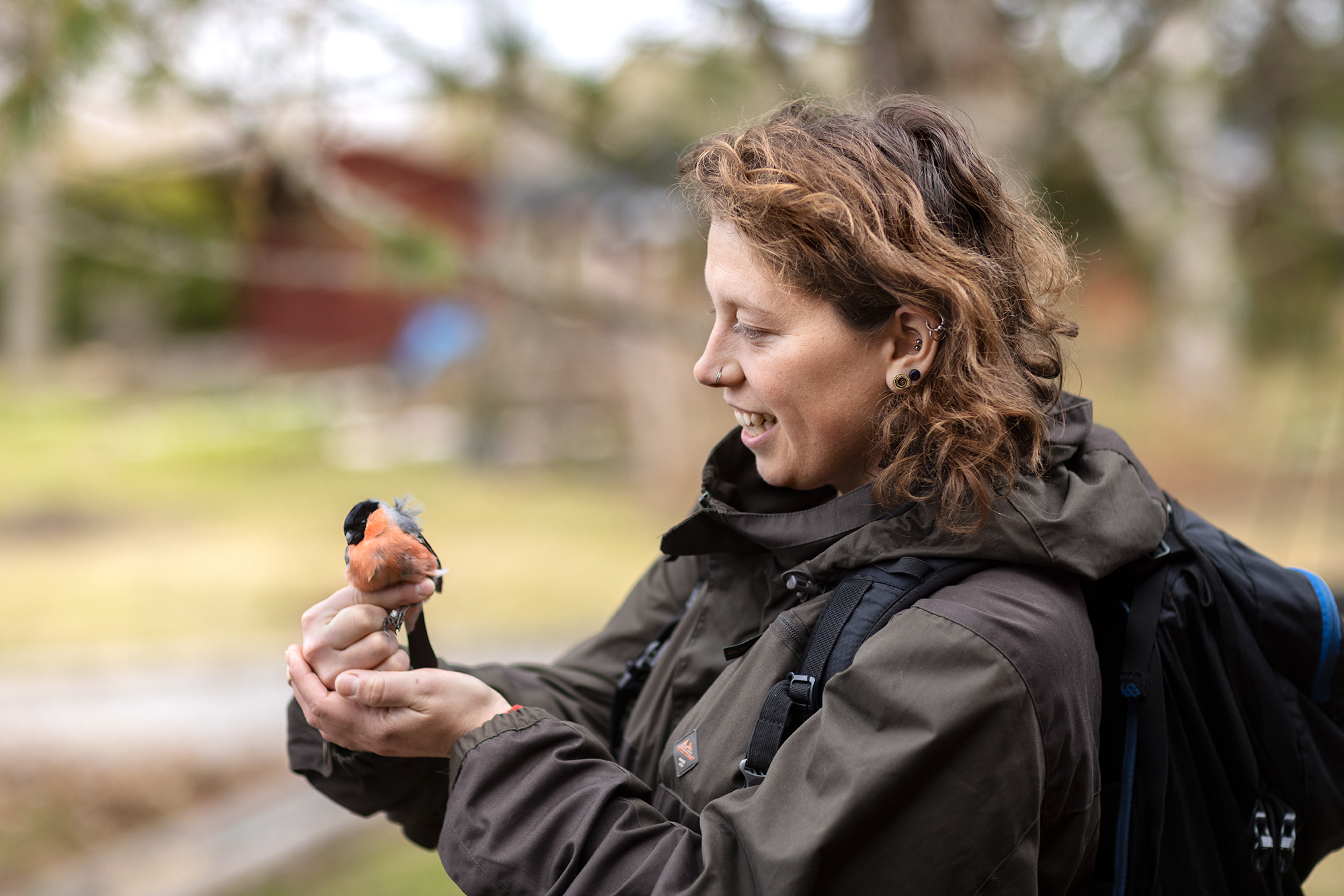 En person står utomhus och håller en domherre i händerna. Fågeln har en rödbrun bröstfärg och svart huvud, och miljön i bakgrunden är suddig med träd och byggnader som antyder en trädgård eller park. Personen bär en mörk jacka och ryggsäck. Foto: Malin Grönborg