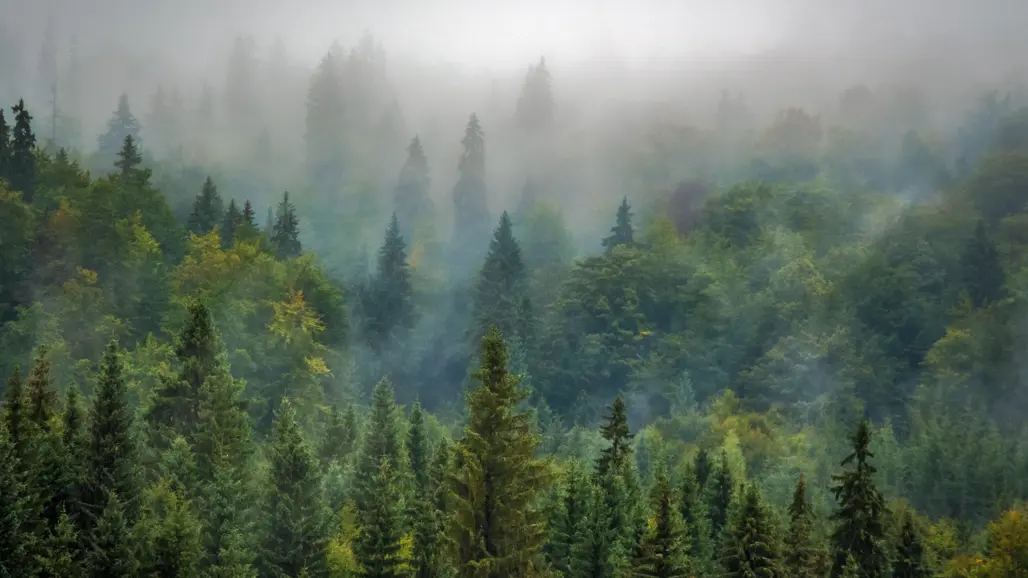 En tät skog med både barr- och lövträd sträcker sig in i dimman i bakgrunden, vilket skapar en lugn och mystisk stämning. Landskapet är frodigt och grönt, med naturens skönhet i fokus. Foto av Robert Balog, Pixabay