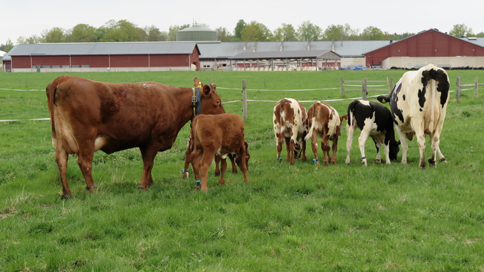 Två kor med fyra kalvar i hage.