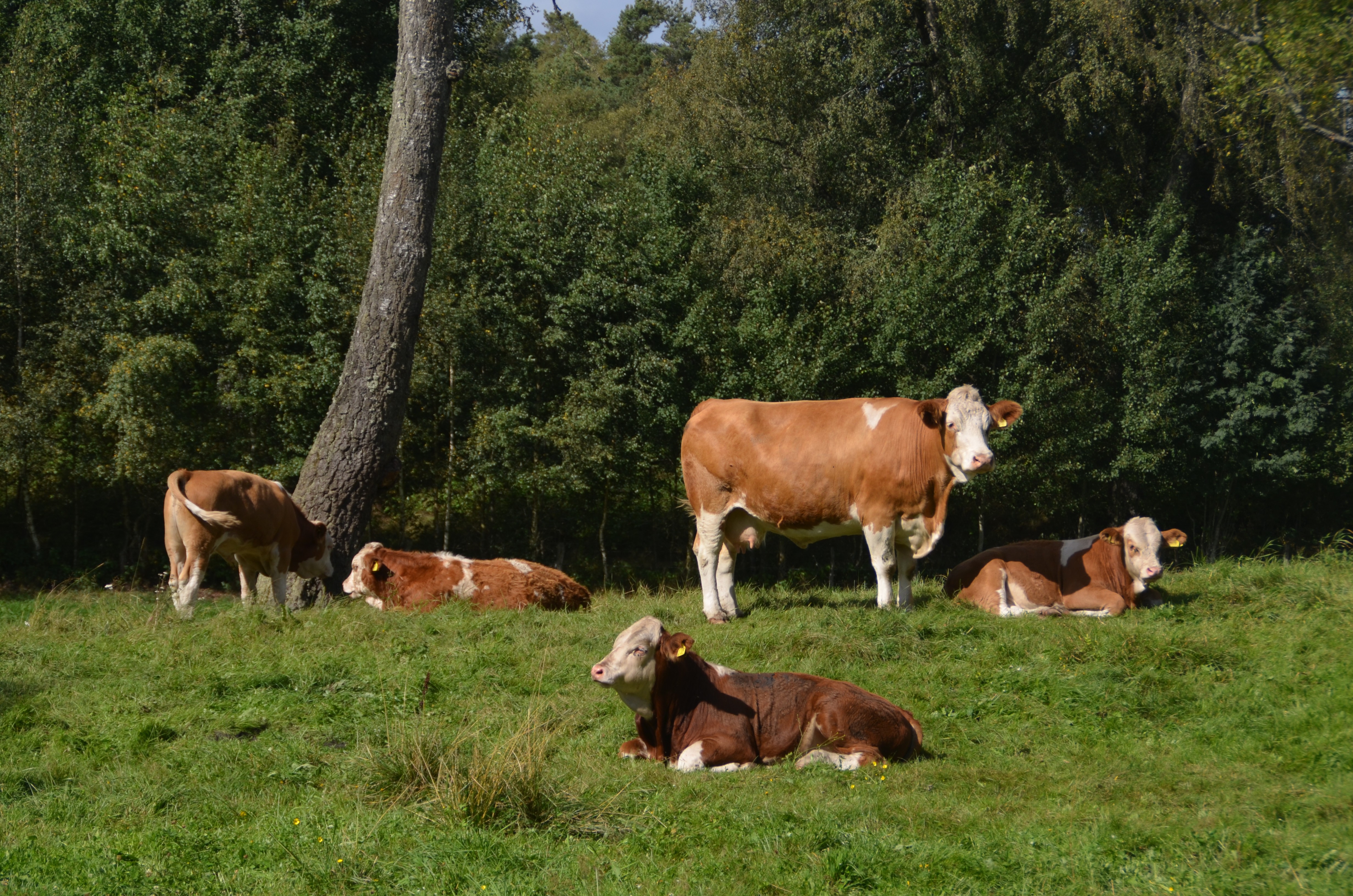 Cows on pasture