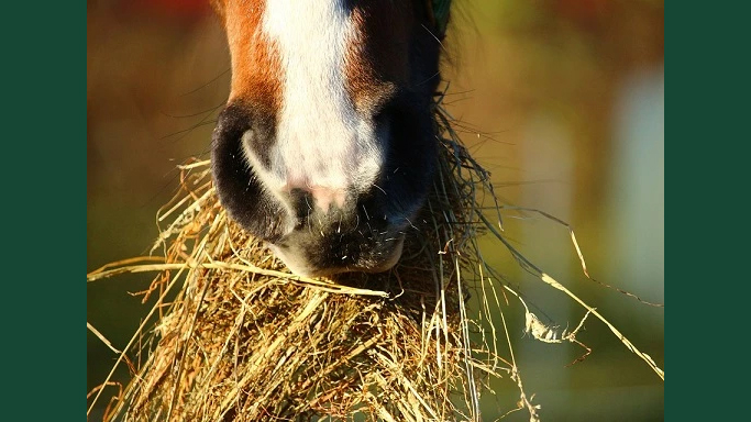 Foto av en brun hästmule som äter hö eller hösilage utomhus.