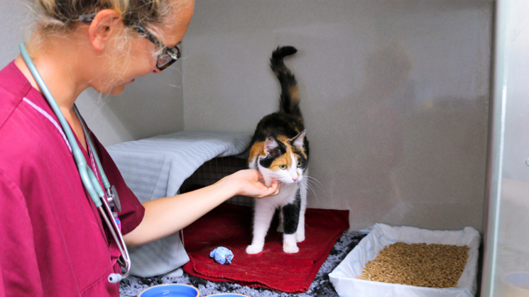 Kvinna iklädd vinröda sjukvårdskläder som klappar en katt med vit, svart och orange päls. 