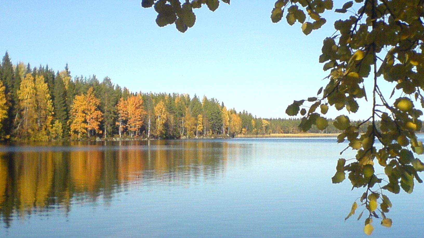 Forest by lake in autumn colors