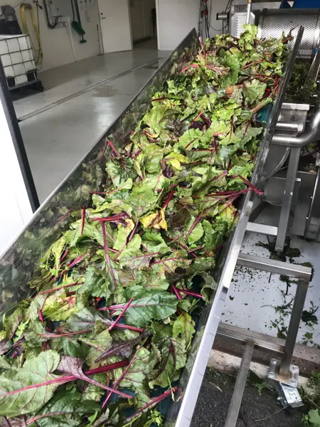 Inmatning av rödbetsblast i proteinfraktioneringen