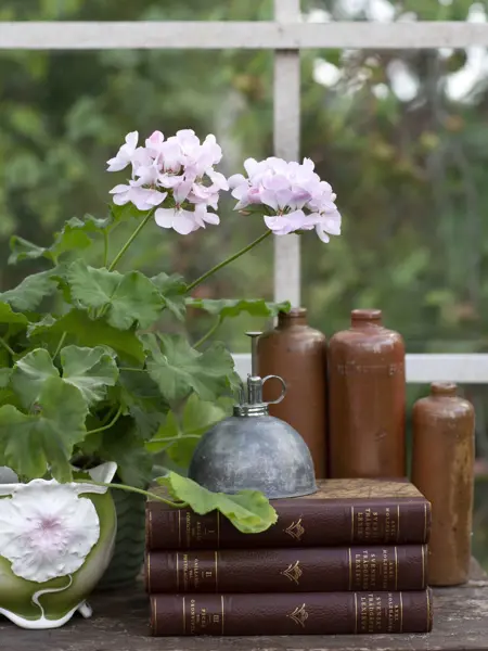Kompositionsbild av Grönt kulturarvs®-pelargonen 'Tant Fridas Äppelblom'. Två fullt utslagna blommor i svagt rosa syns framför vitmålade fönsterspröjs. De två pelargonerna är placerade i en grön och vit Jugendkruka, och en grön 50-tals kruka. Intill ligger tre läderinbundna böcker med en blomspruta av metall ovanpå. Bakom böckerna står tre flaskor gjorda i lergods.