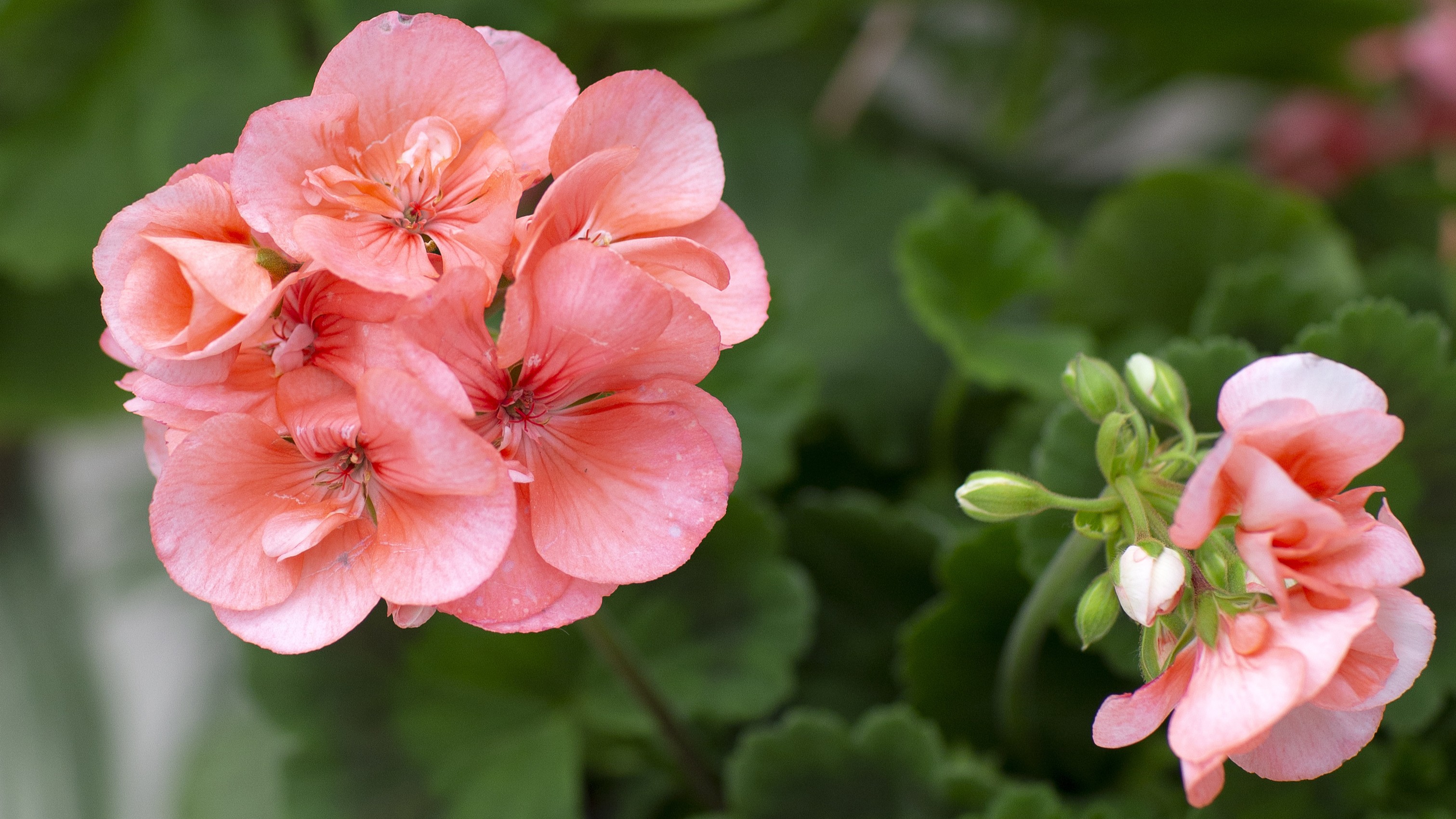 Närbild av Grönt kulturarvs®-pelargonen 'Stilleryd'. Fotot visar två laxrosa blommor, en fullt utslagen och den andra halvt i knopp. I bakgrunden syns det gröna bladverket.