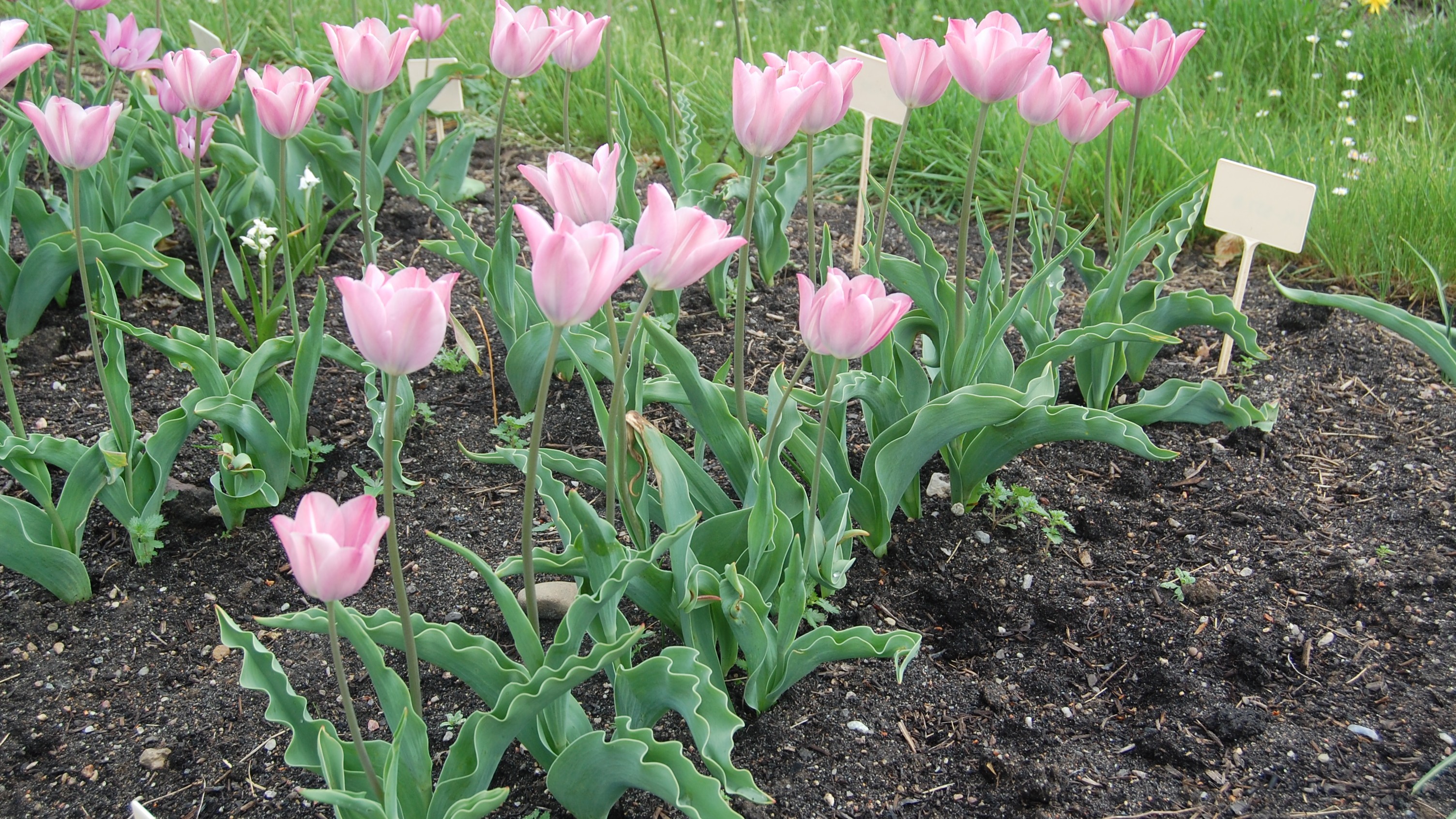 Ljust rosa tulpaner växer i rad. På ömse sidor av raderna syns gräsmatta. 