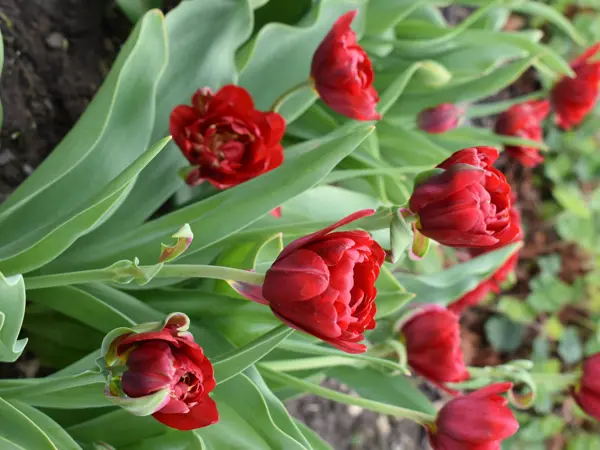 Tulpan 'Skegrie'. Foto Karin Persson, SLU