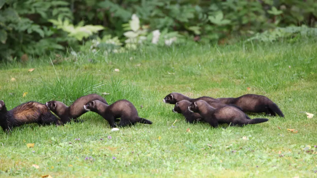 Flera illrar springer på rad i gräset.