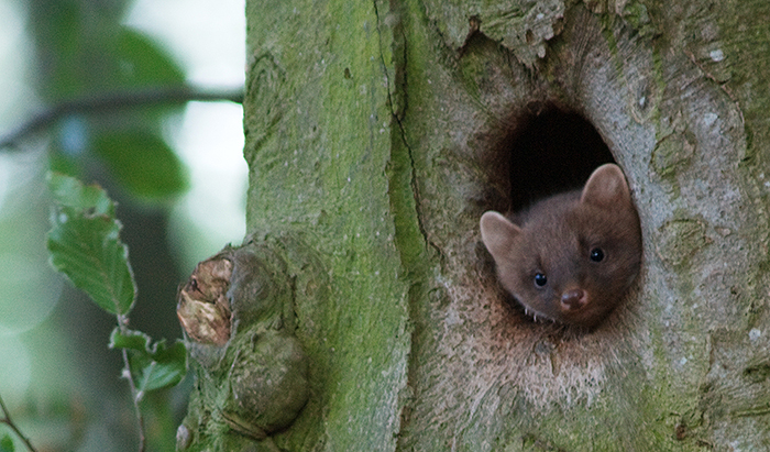 Ung skogsmård kikar ut ur ett hål i ett träd.