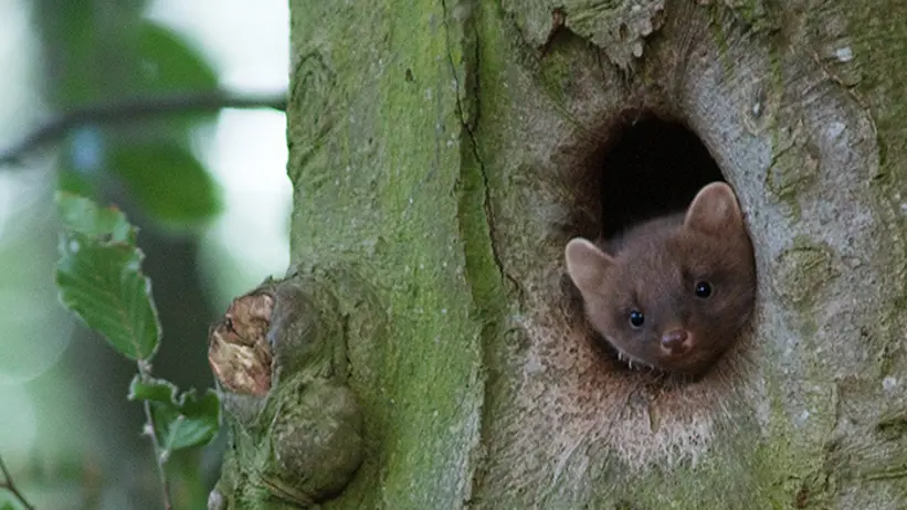 Ung skogsmård kikar ut ur ett hål i ett träd.
