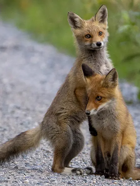 Två unga rödrävar.