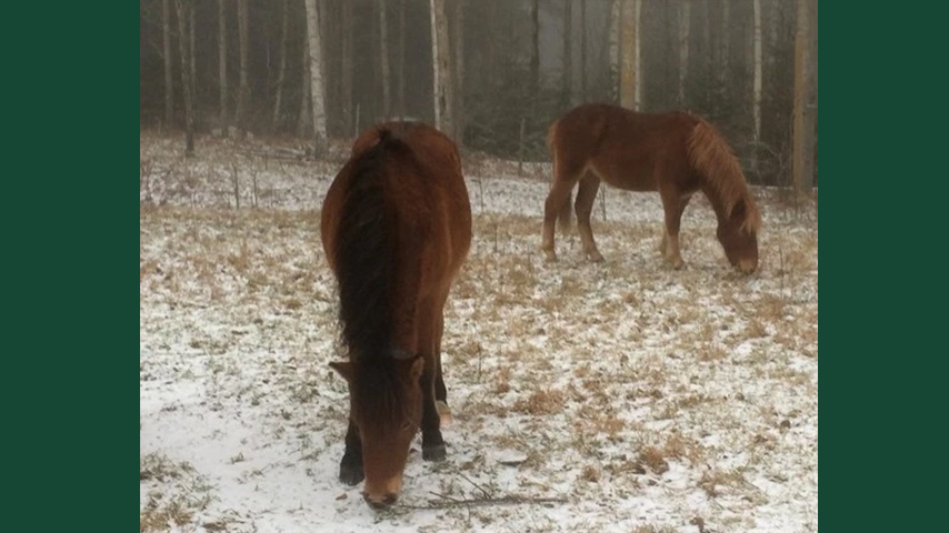 Foto av gotlandsruss betandes utomhus i hage med snö.