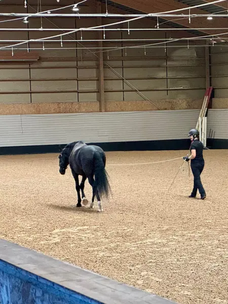 Anna Wallén longerar en häst i ett ridhus.