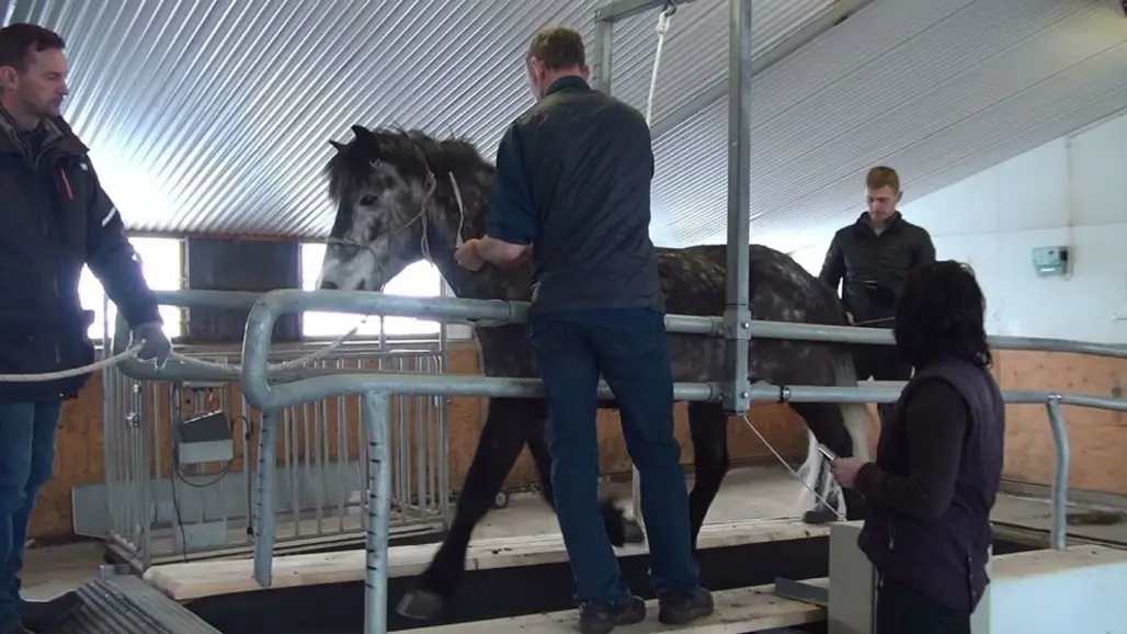 Photo of an Icelandic horse on a treadmill.