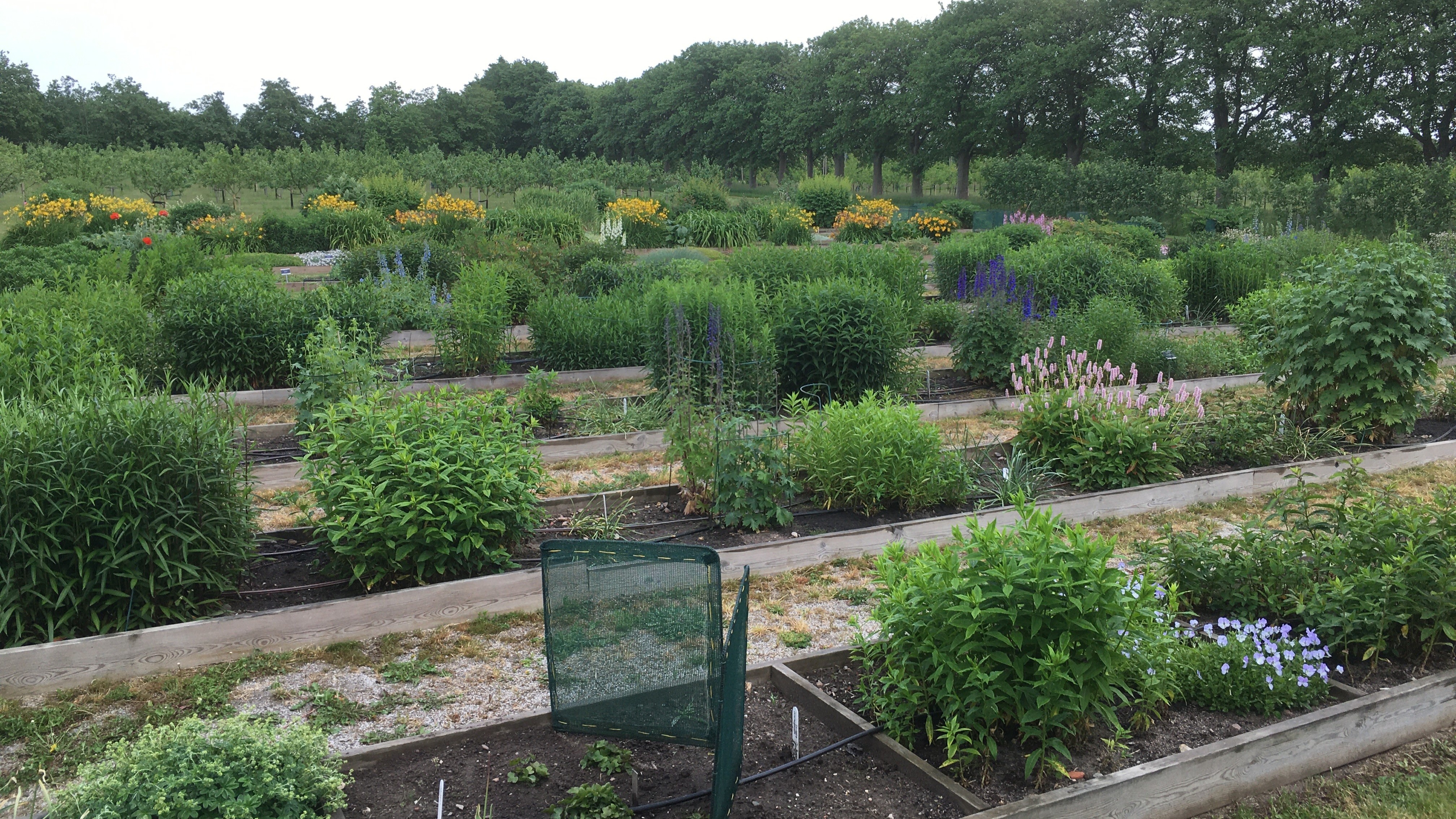 Rader av långa odlingsbäddar sträcker sig mot horisonten. I bäddarna odlas perenner och lökväxter. 