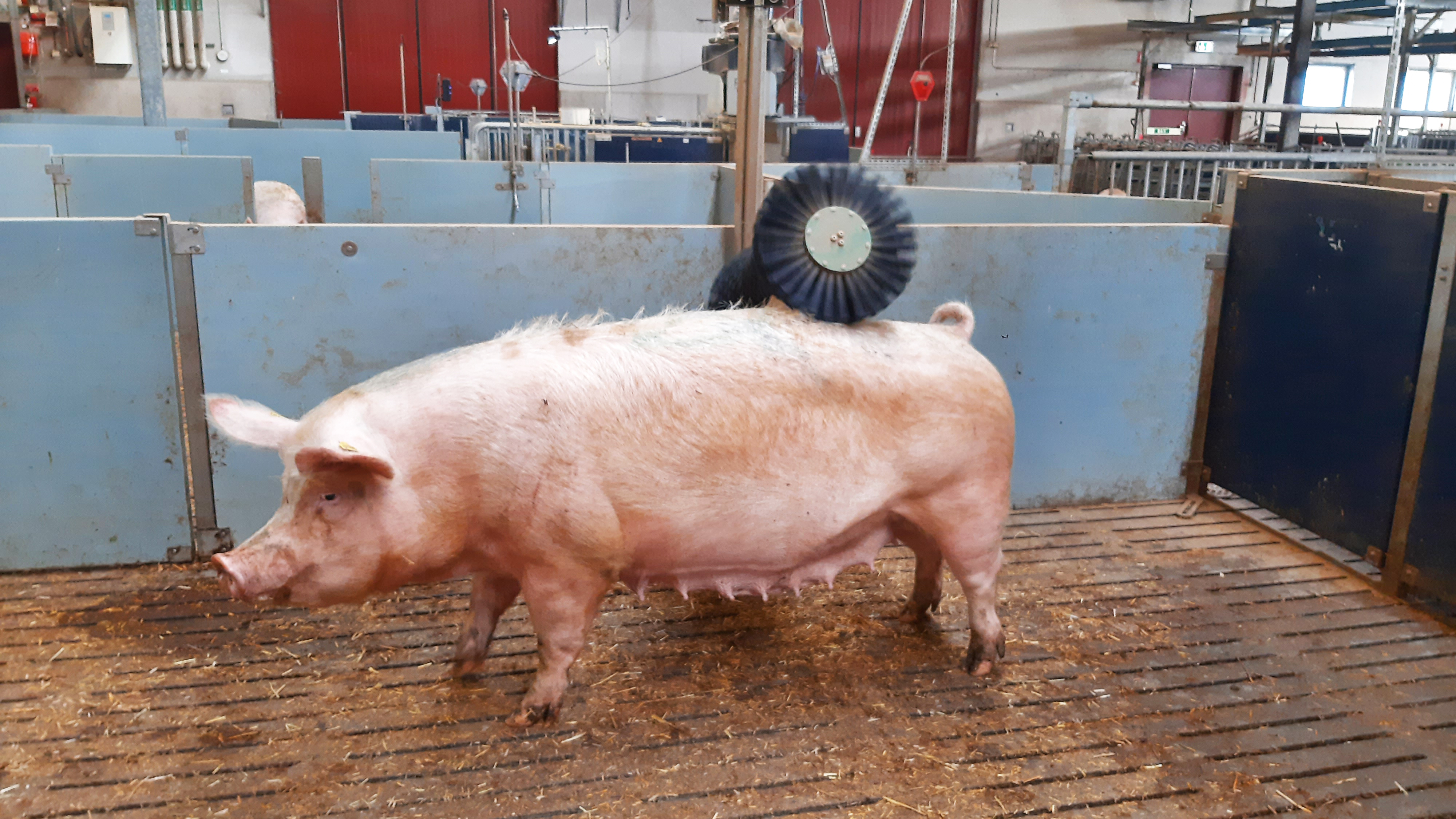 A pig presses its back against a round brush in a pig shed. Photograph.